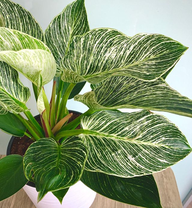 Jenis philodendron