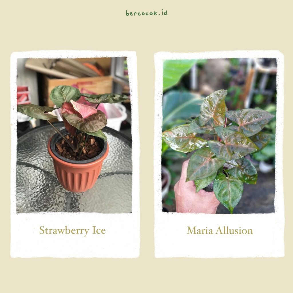 Syngonium strawberry ice