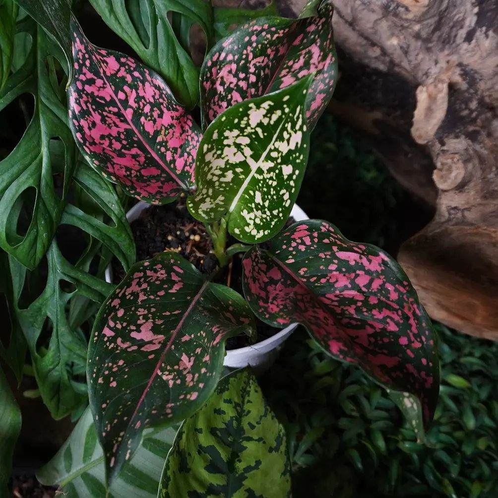 aglonema pink dalmation