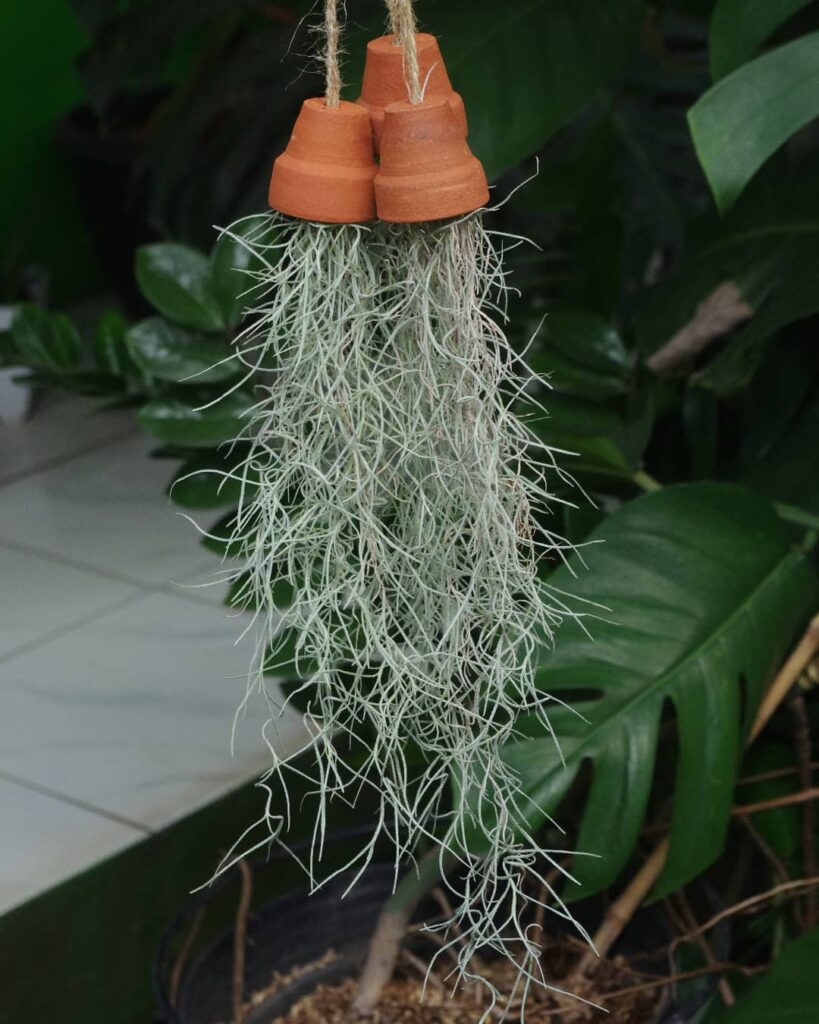 tanaman indoor
