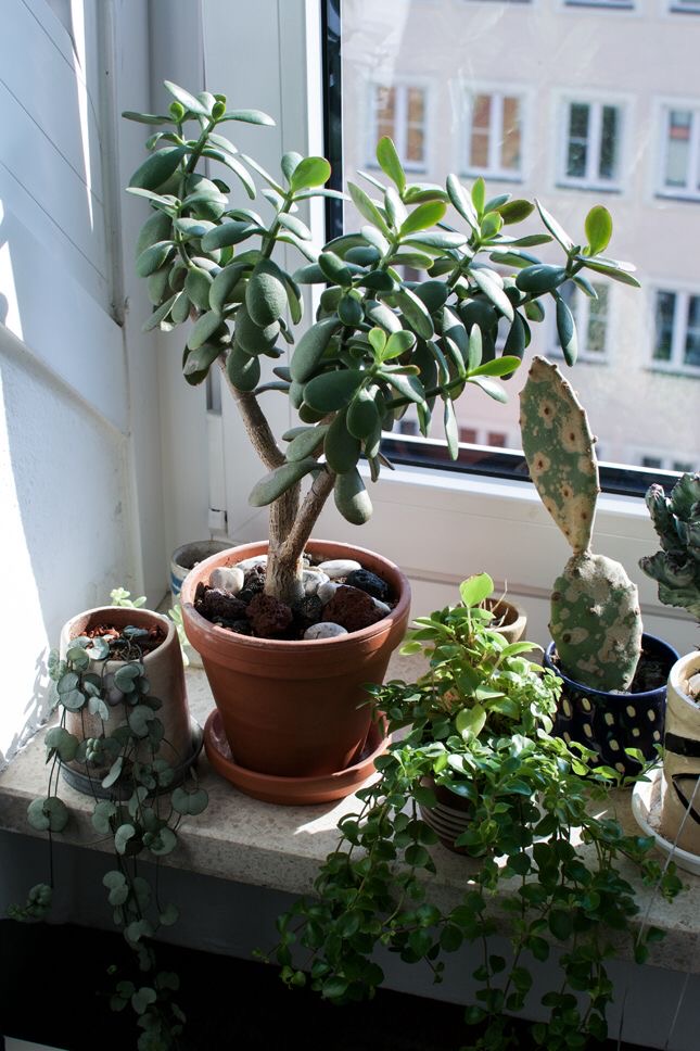 tanaman hias apartment