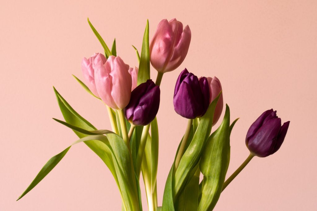 Buket bunga tulip